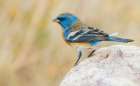 Lazuli bunting male with molting plumage-USA-Arizona Art Print